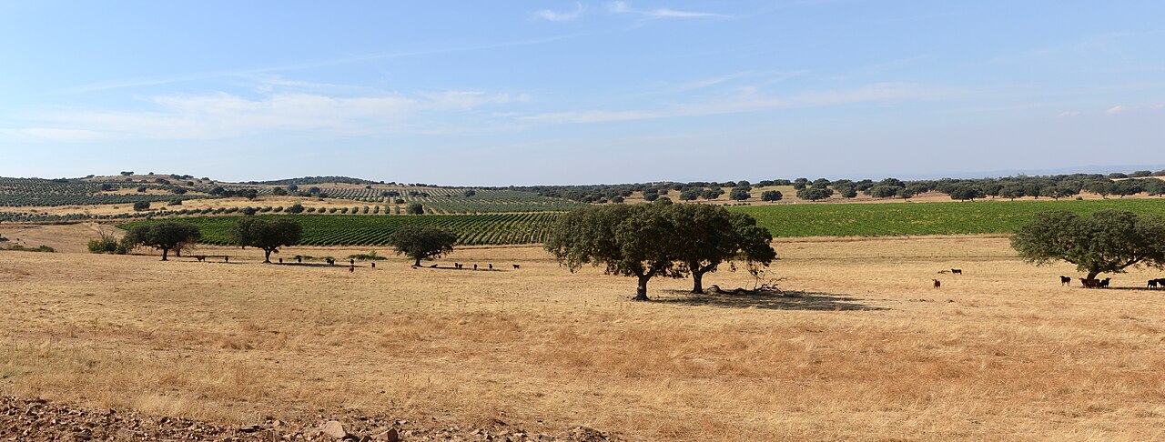 Sobreiros e paisagem do Alentejo
