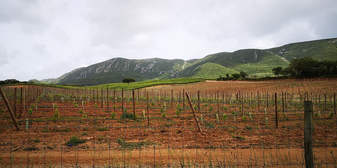 Vinhas na encosta da Serra da Arrábida